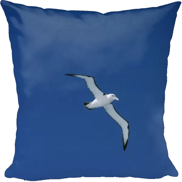 Shy Albatross aka White-capped Albatross In Flight