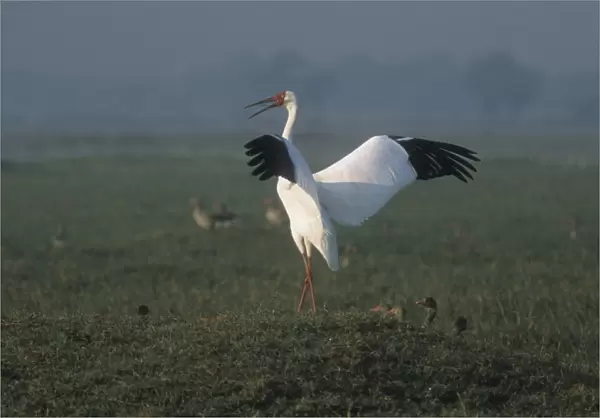 Siberian White  /  Great White  /  Asiatic White Crane Standing with wings and beak open India