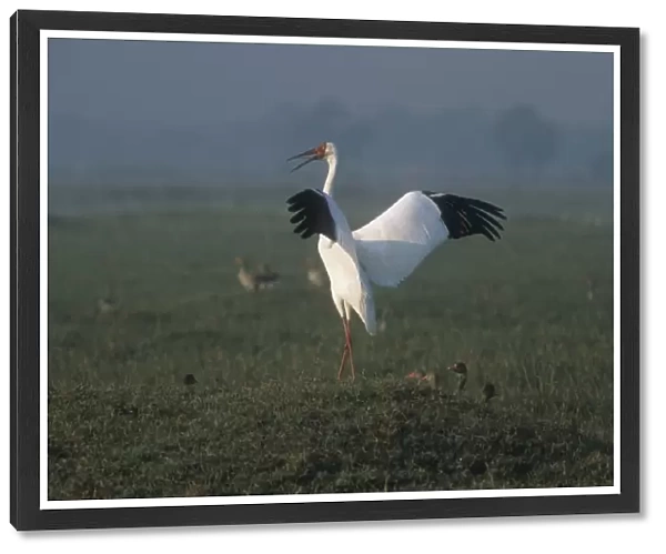 Siberian White  /  Great White  /  Asiatic White Crane Standing with wings and beak open India