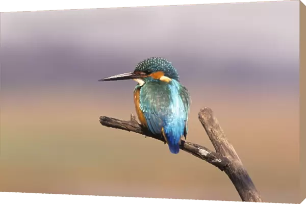 Common Kingfisher, On perch. Keoladeo National Park, India
