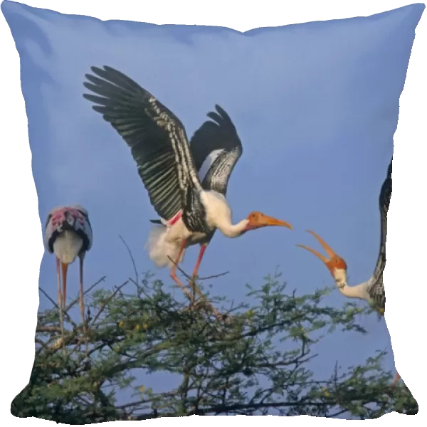 Painted Storks fighting, Keoladeo National Park, India