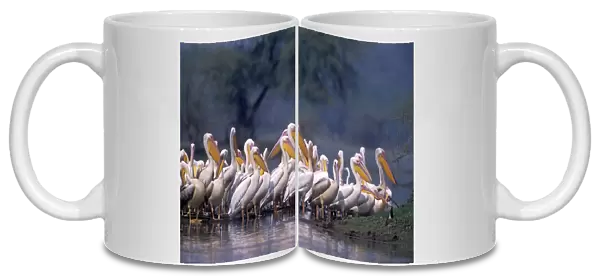 Great White Pelicans at a roost, Keoladeo National Park, India
