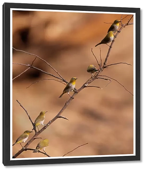 Oriental White-eye Bird Panna National Park, India