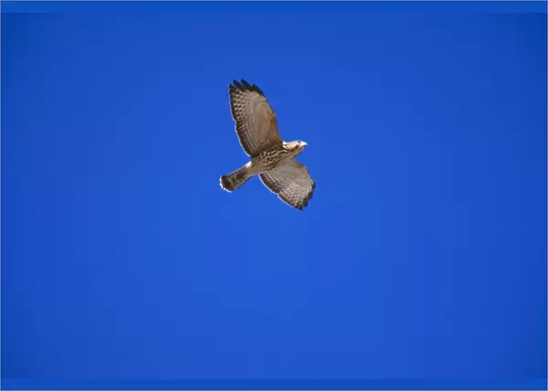 Broad-winged Hawk Juvenile, in flight