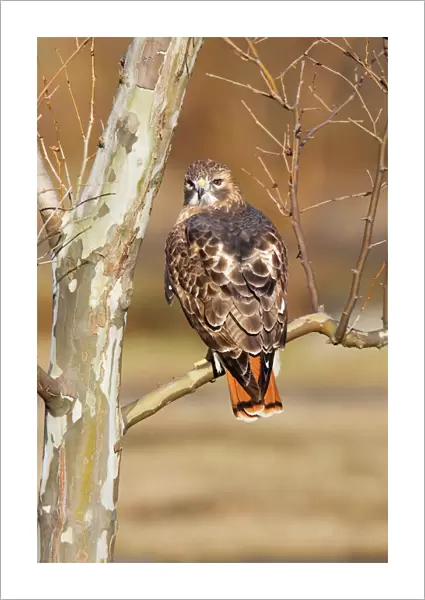 Red-tailed Hawk - adult