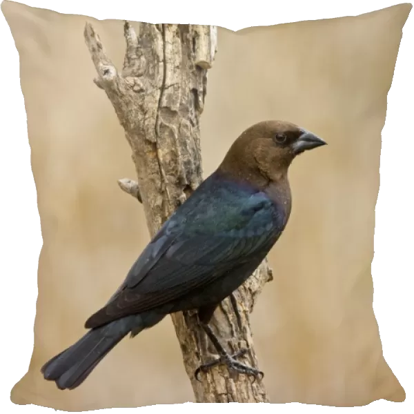 Brown-headed Cowbird - male