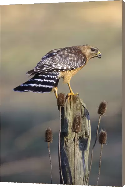 Red-shouldered Hawk - adult Connecticut