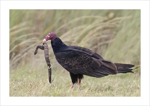 Turkey Vulture - with snake Florida