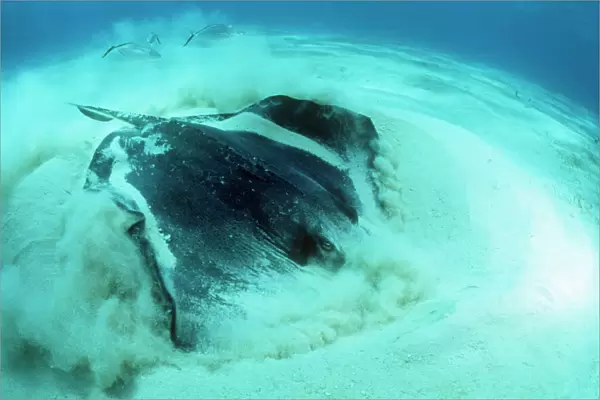 Southern Stingray - digging in sand for food. Grand Cayman Island, Caribbean