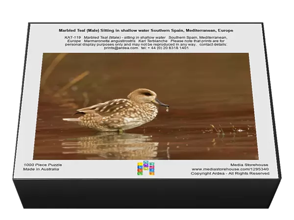 Marbled Teal (Male) Sitting in shallow water Southern Spain, Mediterranean, Europe