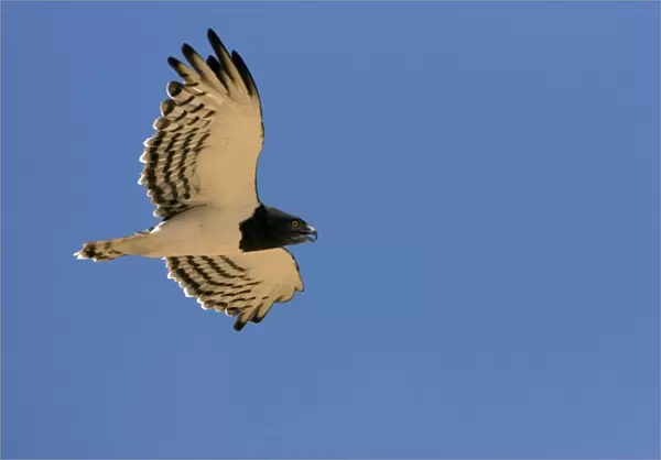 Black-Chested  /  Black-Breasted Snake-Eagle - In flight in the Namib Desert. Namibia, Africa