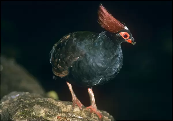 Crested Green Wood Partridge - male