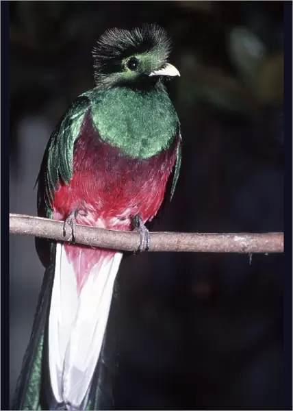 Resplendent Quetzal Distribution: Costa Rica & Panama, Central America