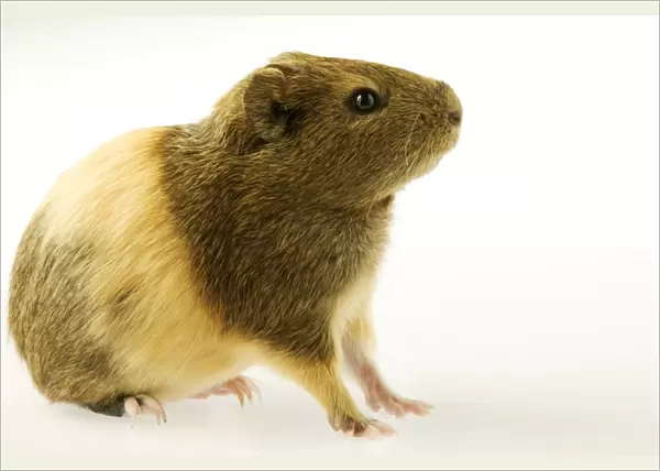 Indian Smooth-hair Guinea Pig