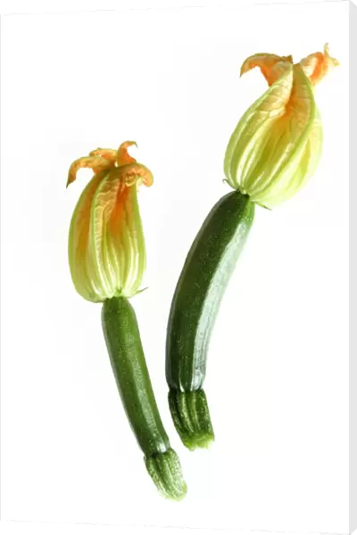 Courgette - with flowers