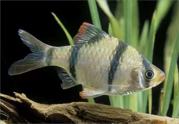 Aquarium Fish - Sumatra  /  Tiger Barb