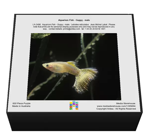 Aquarium Fish - Guppy - male