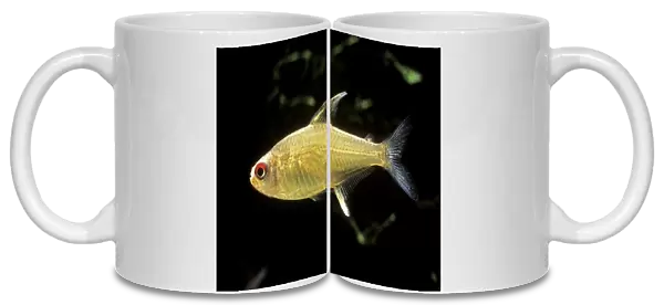 Aquarium Fish - Lemon Tetra