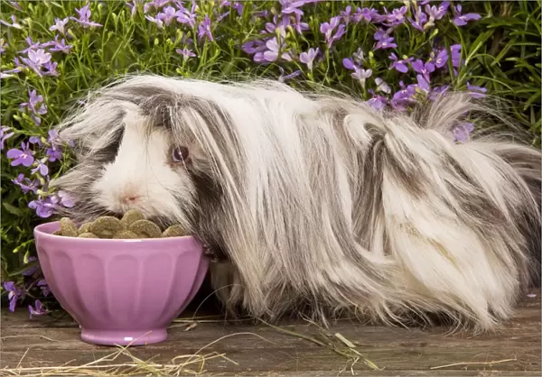 Guinea Pig - eating dried food from bowl