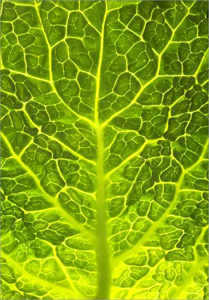 Green Cabbage Close up of leaf