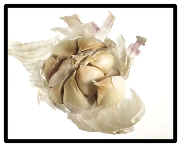 Garlic Bulb showing individual cloves