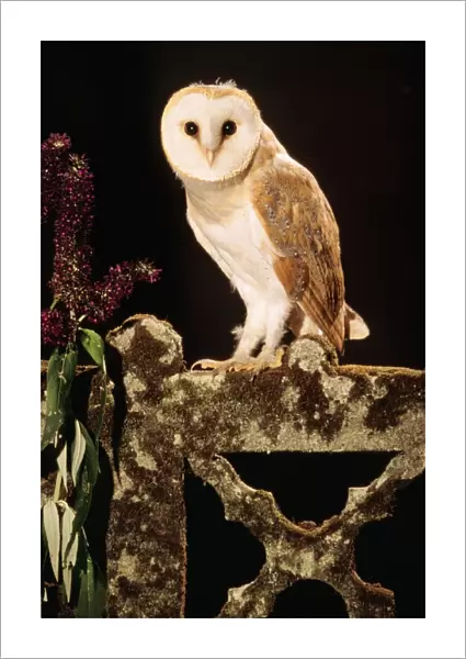 Barn Owl - perched