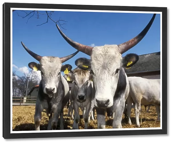 Oxen Of the steppe, Austria