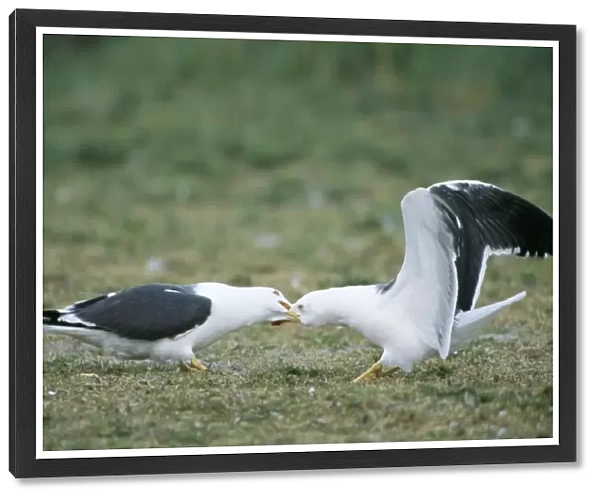 Lesser Black-backed Gull Fighting