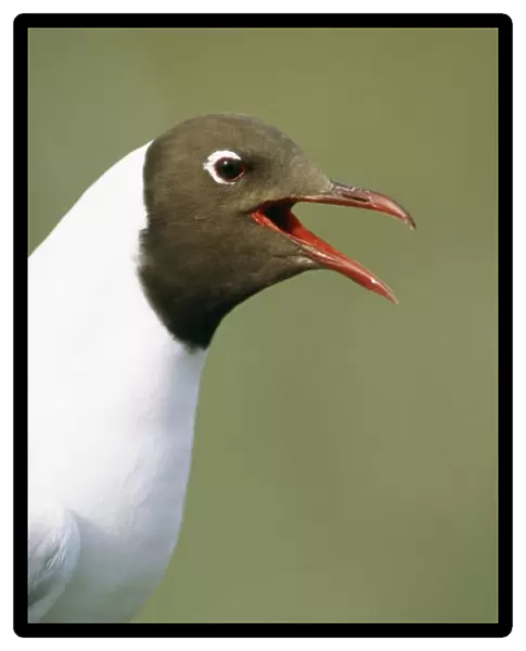 Black-headed Gull Calling