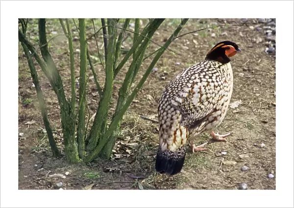 Cabot's Tragopan - Also known as: Yellow-bellied tragopan and Chinese tragopan. South East China