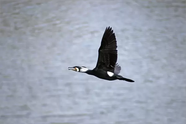Great Cormorant, widespread Old World species, in flight. In breeding plumage (photographed in India)