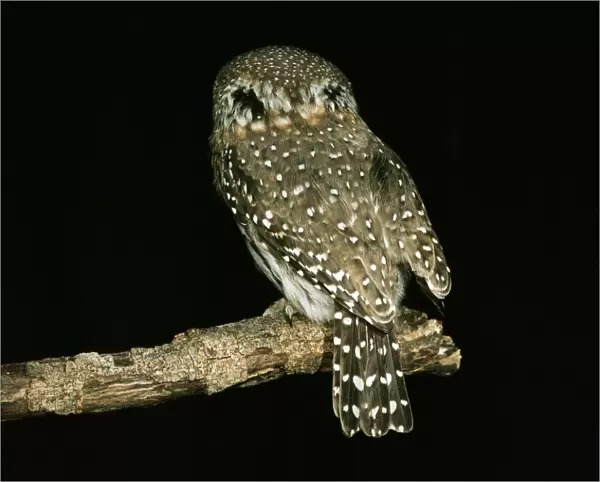 Pearl-spotted Owlet Showing false eye spots