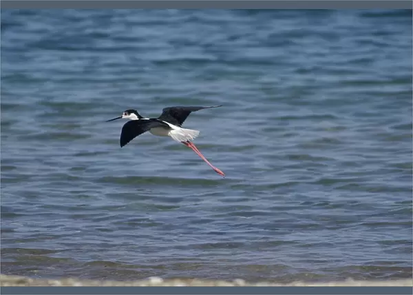 Black-winged Stilt - Adult male in flight Turkey, May