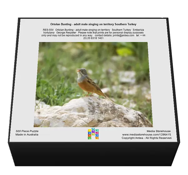 Ortolan Bunting - adult male singing on territory Southern Turkey