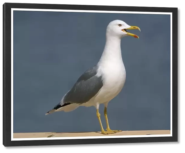Adult Yellow-legged Gull Gibralter - Crying