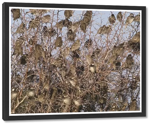 Spanish Sparrows - Flock in tree - Cyprus March