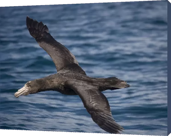 Northern Giant  /  Hall's Petrel - In flight over water