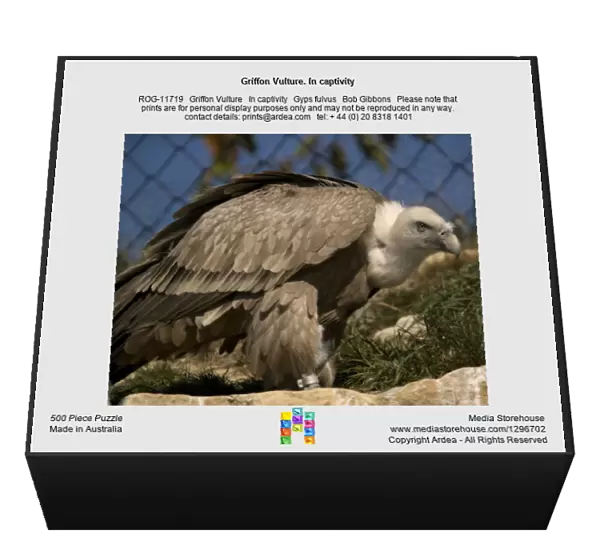 Griffon Vulture. In captivity