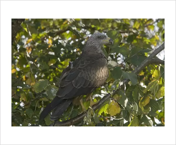 Black Kite  /  Dark Kite, perched in tree