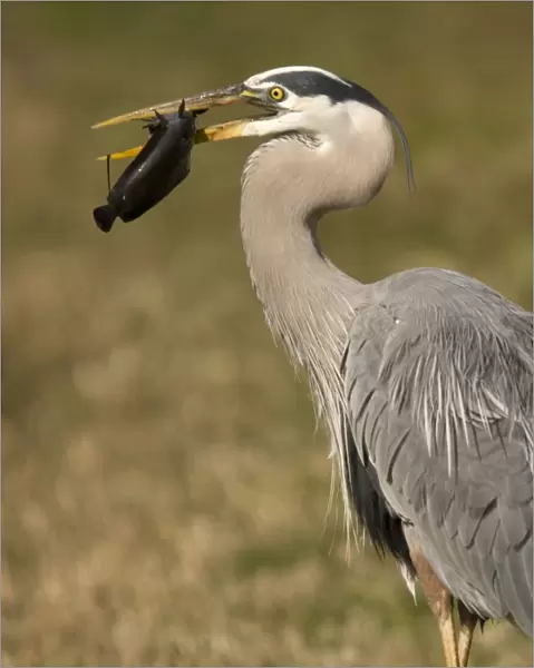 Great blue heron catching and killing a walking catfish (Clarias batrachus) - an Asian introduced fish, spreading rapidly in the Everglades. The fish is capable of migrating overland at night or in rain, using lung-like sacs