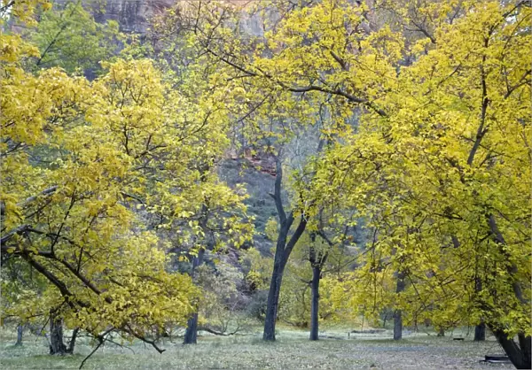 Autumn in Zion National Park, Utah: cottonwoods and box elders in autumn colour