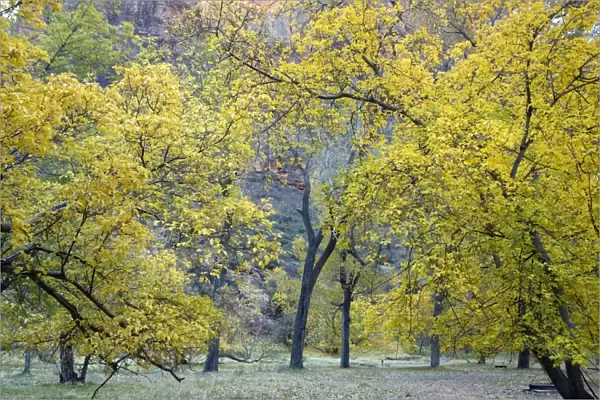 Autumn in Zion National Park, Utah: cottonwoods and box elders in autumn colour