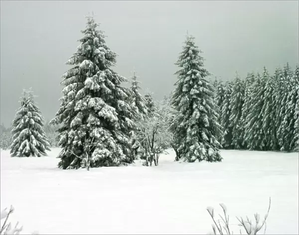 Norway Spruce - in heavy snow Hautes Fagnes, Belgium