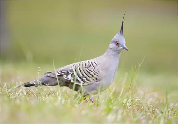 Crested Pigeon Groundlevel image. Queensland, Australia