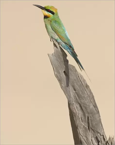 Rainbow Bee-Eater Perched on a favourite vantage point to hunt for insects among sand dunes. Great Sandy National Park, Cooloola, Queensland, Australia