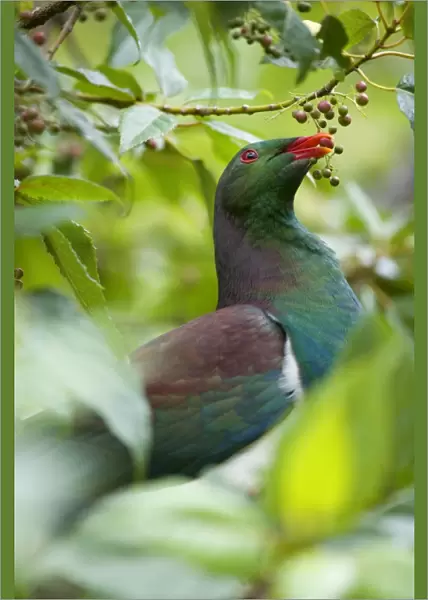 New Zealand Pigeon portrait of an adult one sitting in a tree feeding on berries Westland National Park, West Coast, South Island, New Zealand