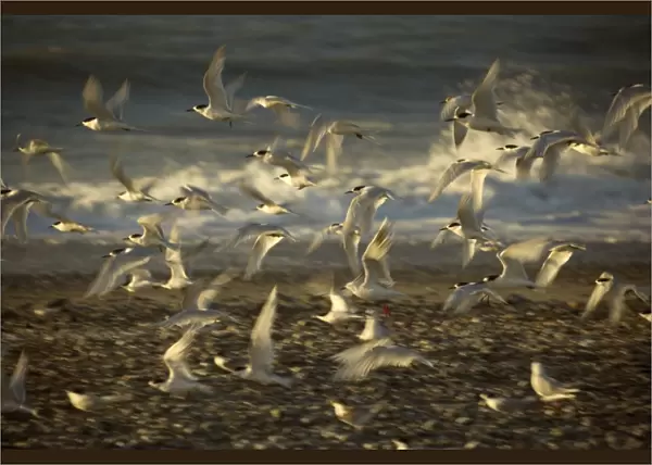 White-fronted Tern flight taking off from the beach at sunset Gillespies Beach, Westland National Park, West Coast, South Island, New Zealand