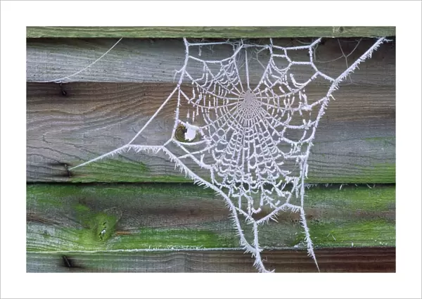 Spider Web - covered in Hoar frost UK