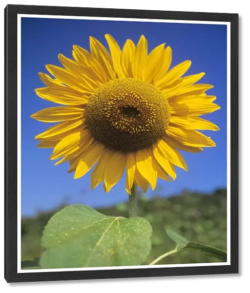 Sunflower. USH-1065. SUNFLOWER - Seeds in ripened flower head