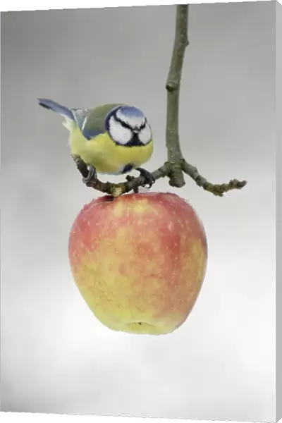 Blue Tit - Feeding on apple put out for birds in garden, winter-time. Lower Saxony, Germany
